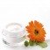 Goldstar Premium Shea Butter Lotion - 4 OZ